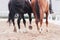 Two horses - black and sorrel together kicking up dust with their hooves