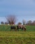 Two horses with blanket covers eating grass peacefully in farmland pasture in southern Sweden during winter time