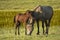 Two horses, brown foal and mother