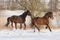 two horses cantering in the snow