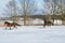 two horses cantering in the snow