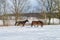 two horses cantering in the snow