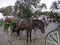 two horses with carriage waiting for fares near the main market in marrakech