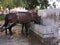 two horses with carriage at a water trough near the main market in marrakech