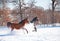 Two horses charging in deep snow