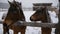 Two horses close-up. It is snowing heavily.