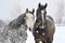 two horses with complementing coat patterns standing in snow