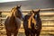 Two Horses in the Corral