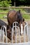 Two horses eating hay