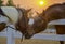 Two horses embracing in friendship. animal portrait on black background. Horses in love. Beautiful thoroughbred red brown chestnut