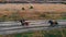 Two horses with equestrians on their back are galloping on the road with puddles