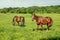 Two Horses Feeds on Grass