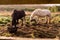 Two horses in a field consuming food from a plastic bucket. Warm sunrise sun. Elegant animals in a nature environment. Framed by a