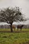 Two horses in a field with a tree