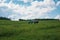 Two horses with fly protection mask grazing on a meadow