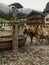 Two horses on a fountain in Going, Austria