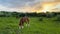 Two horses grassing on a beautiful pasture in the countryside in Ukraine