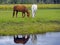 Two Horses grassing by creek