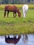 Two Horses grassing in lush green pasture by creek