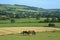 Two horses graze on a farmland