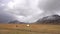 Two horses graze in the field against the backdrop of snow-capped mountains. Epic frame. The Icelandic horse is a breed