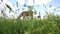 Two horses graze in a meadow near a city building. Different suits. Shot through tall grass