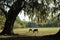 Two horses graze in a s southern garden with Live Oak Trees and Azaleas.