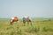 Two horses grazing against vast wide open prairie