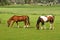 Two horses grazing on grassland