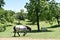 Two horses grazing on a hillside in summer.