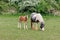 Two horses grazing. A mother with a young newborn foal look directly at camera