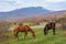 Two horses grazing in mountains