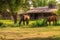 two horses grazing in the pasture of rustic ranch house