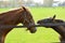 Two horses in green field