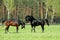 Two Horses in Green Meadow