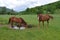 Two horses on green meadow