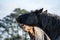 Two Horses Greeting and biting each other