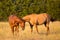 Two Horses greeting each other