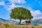 Two horses hide in shade of single large tree from sun heat in noon among hills