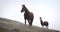 Two horses on hill slopes at misty morning