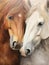 Two horses hugging in a painting, in the style of white and ambe