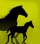 Two horses illustration isolated. Horse and colt.