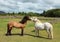 Two Horses Kissing in Green Grass Field