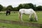 Two horses in London farm - england