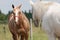 Two Horses Looking at Each Other