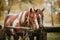 Two horses in love waiting for their owner