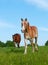 Two horses in lush spring pasture