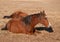 Two horses lying down, taking their afternoon nap