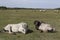 Two horses lying in a meadow.