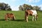 Two horses on the meadow